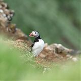 Puffin