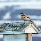 Ptarmigan