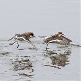 Red-necked Phalaropes