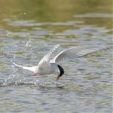 Arctic Tern