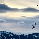 Arctic Terns
