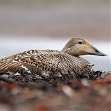 Female Eider Duck