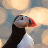 Puffin