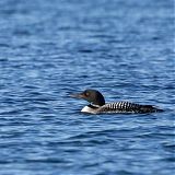 Great Northern Diver