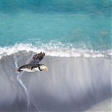 Puffin