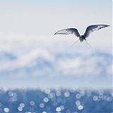 Arctic tern
