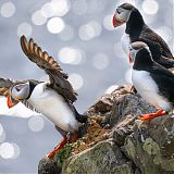 Puffins
