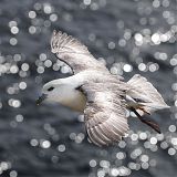 Fulmar