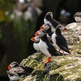 Puffins