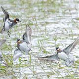 Red-necked Phalaropes