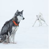 Sledge dogs