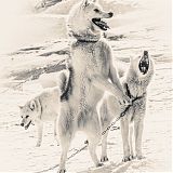 Sledge dogs