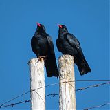 Red-billed choughs