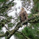 Sea Eagle