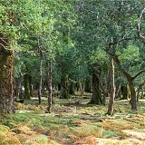 Woodland