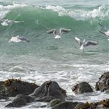 Gulls and waves