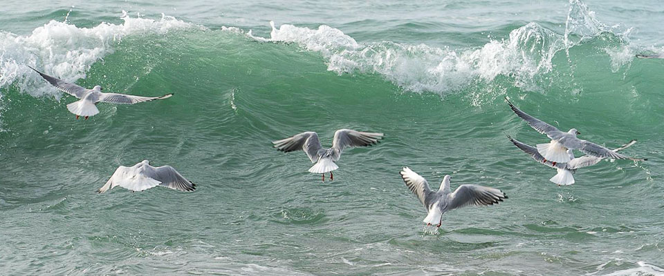 Waves and gulls