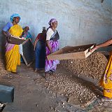 Women preparing ginger for weighing and packing, Cochin, Kerala, South India