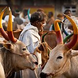 Farmer taking a call at a bullock market, Tamil Nadu