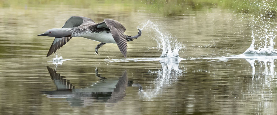 Red Throated Diver taking off