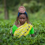 Tea plantation worker