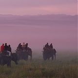 Early morning elephant ride, Kaziranga Wildlife Reserve