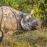 Great Indian One-Horned Rhino, Kaziranga Wildlife Reserve