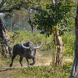Water Buffalo, Kaziranga Wildlife Reserve