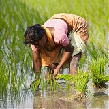 Woman planting rice