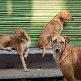 Dogs posing, Jodhpur