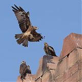 The eagles, Jodhpur