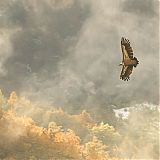 Griffon Vulture, Liébana Valley