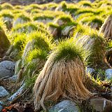 Grass toupées